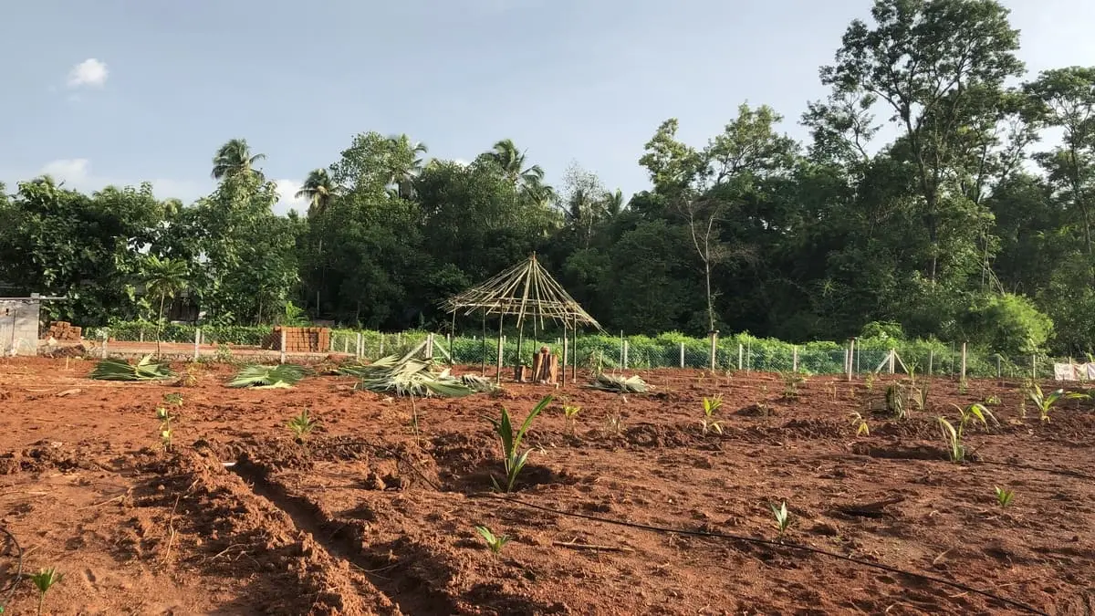 Miyawaki Fruit Forest gallery image 1