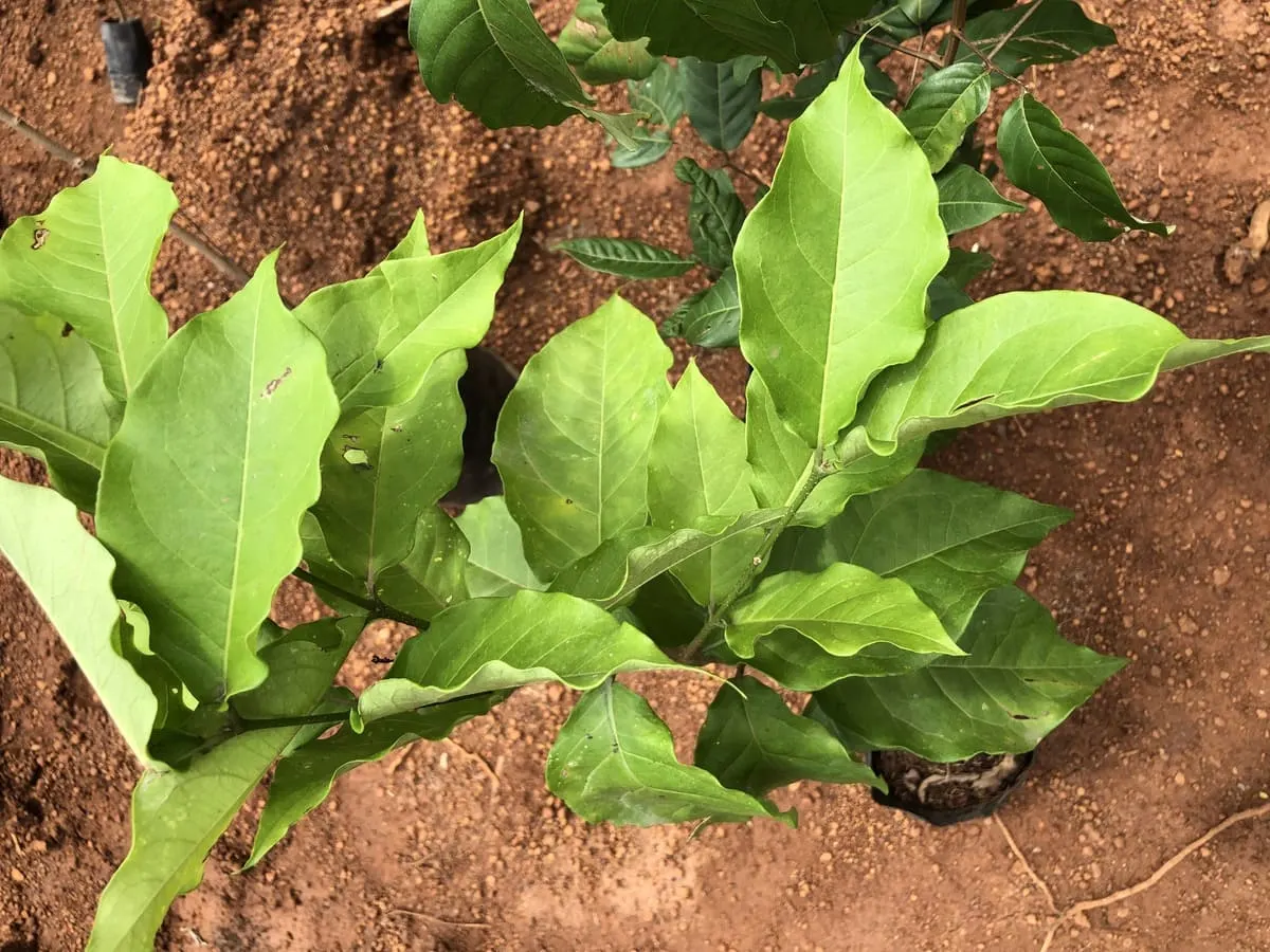 Miyawaki Fruit Forest gallery image 2