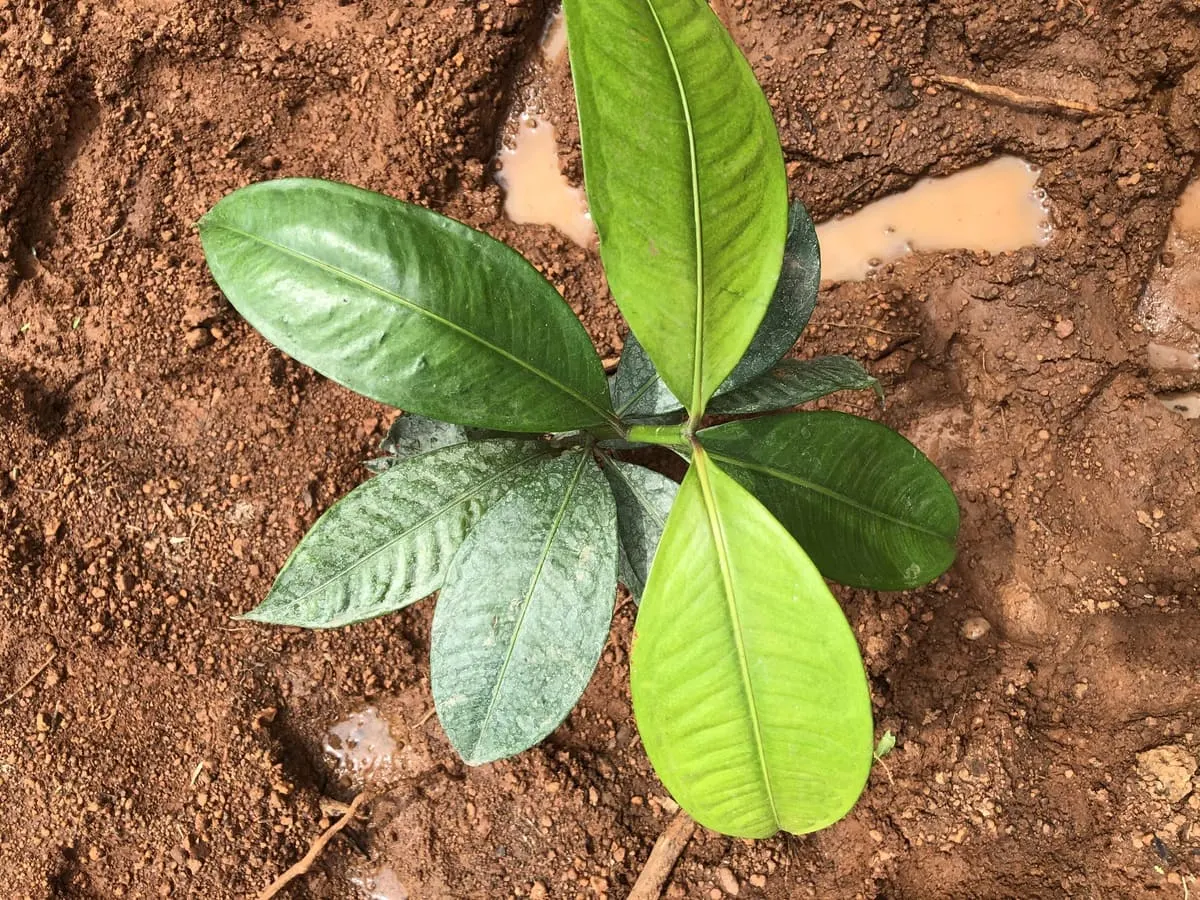 Miyawaki Fruit Forest gallery image 3