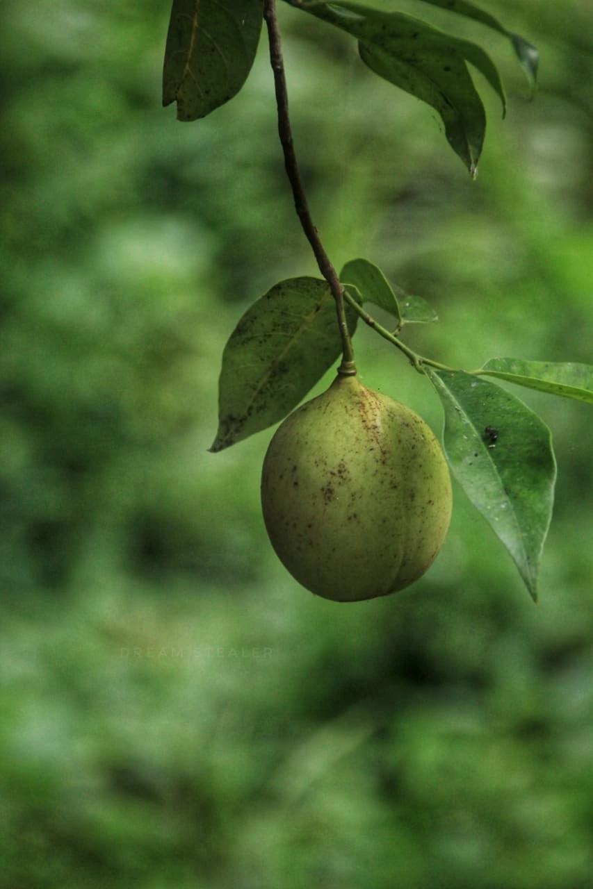 Sattva Agro gallery image 1