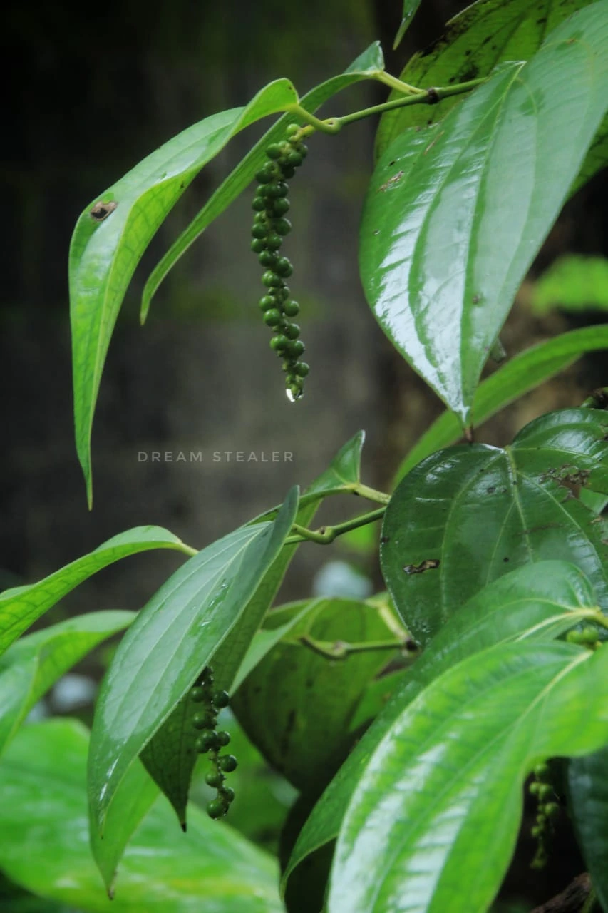 Sattva Agro gallery image 2