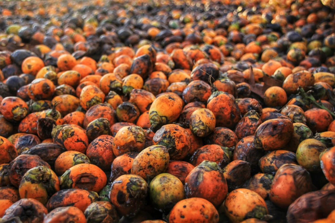 Sattva Agro gallery image 3