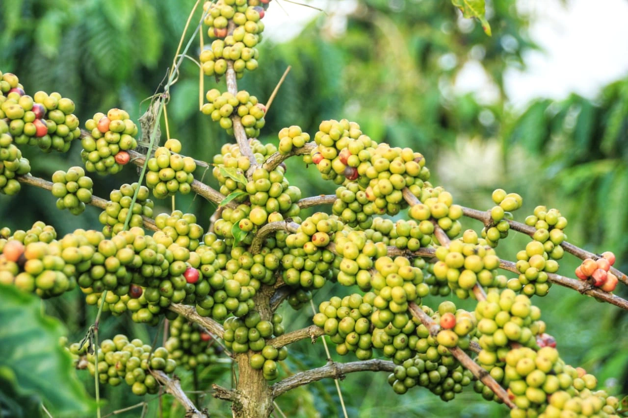 Sattva Agro gallery image 4